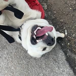 Meet your Posher, Luis